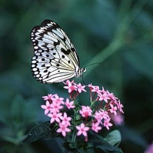 Meet your Posher, Aisha